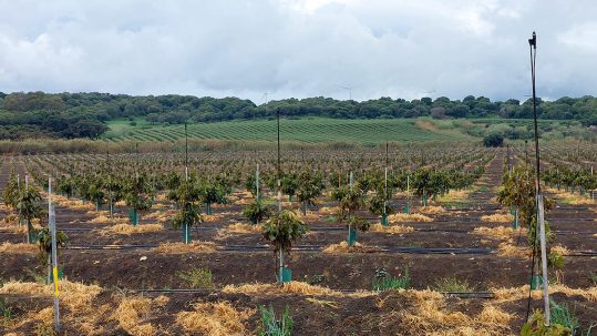DEHESA ESPARTINAS High tech Avocado irrigation